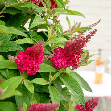 Buddleja davidii BUTTERFLY CANDY LITTLE RUBY