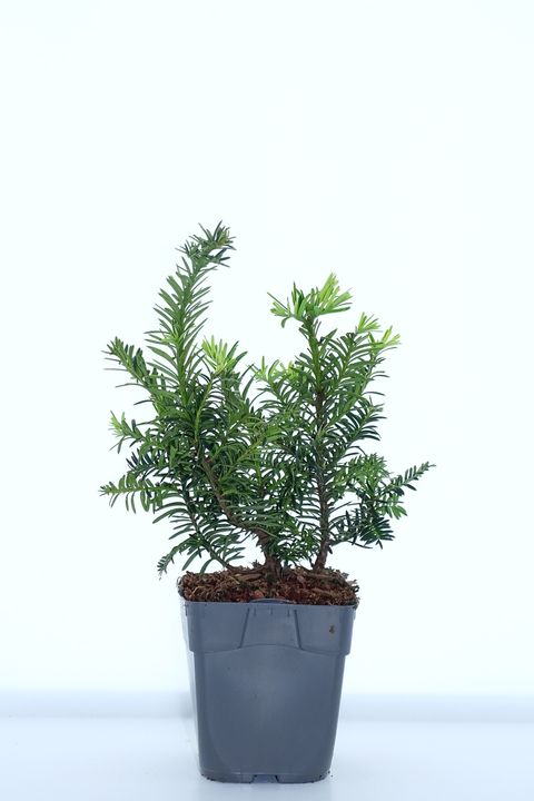 Taxus baccata 'Саммерголд'