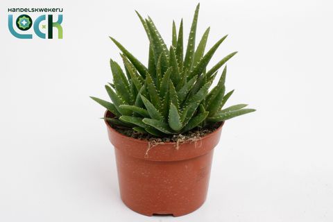 Aloe vera 'Verini'