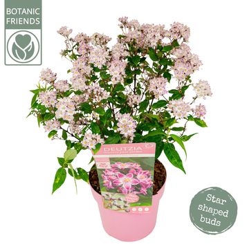 Deutzia MILLION STARS PINK CLOUD