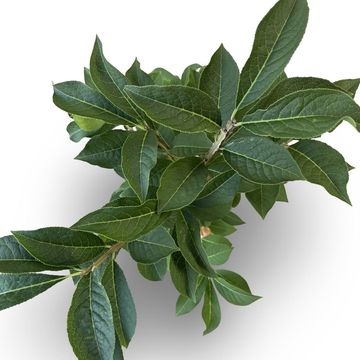 Euonymus phellomanus