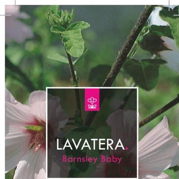 Lavatera 'Barnsley Baby'