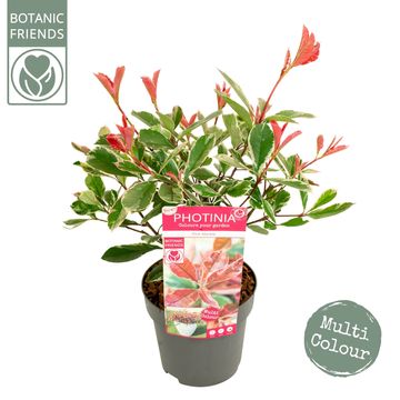 Photinia x fraseri PINK MARBLE