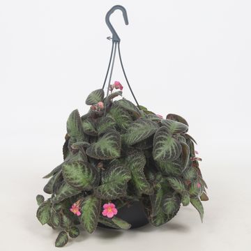 Episcia 'Pink Panther'