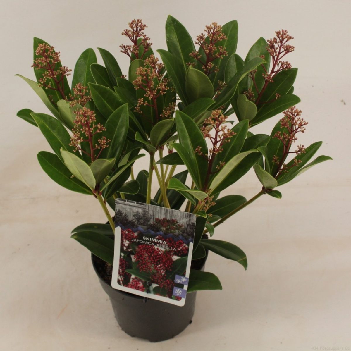 Crimson Wonder: The Vibrant Skimmia Japonica Rubella