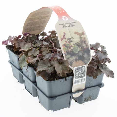 Heuchera micrantha 'Palace Purple'
