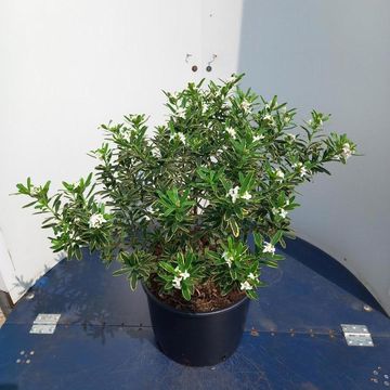 Daphne x transatlantica 'Summer Ice'