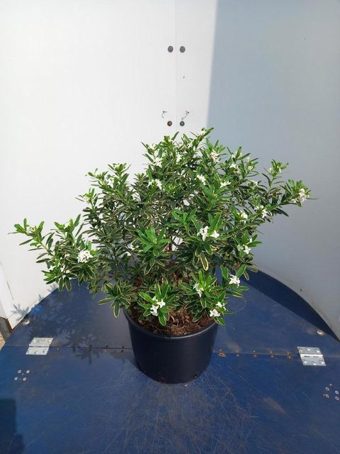 Daphne x transatlantica 'Summer Ice'