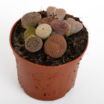 Lithops MIX