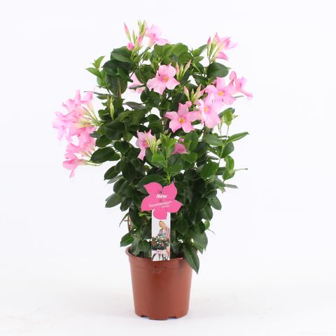 Mandevilla SUMMERSTAR PINK MAGIC