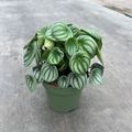 Peperomia argyreia