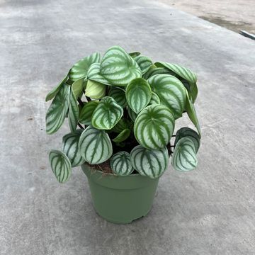 Peperomia argyreia
