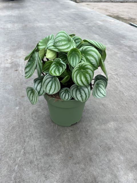 Peperomia argyreia