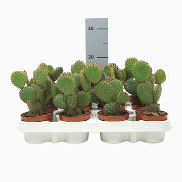 Opuntia microdasys rufida