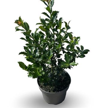 Ilex x meserveae 'Blue Maid'