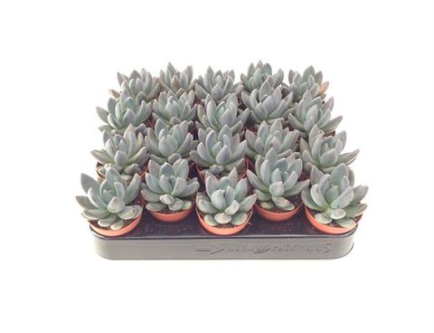 Pachyphytum kimnachii