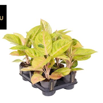 Aglaonema 'Peppermint Pink'