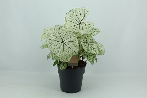 Caladium 'Candidum'