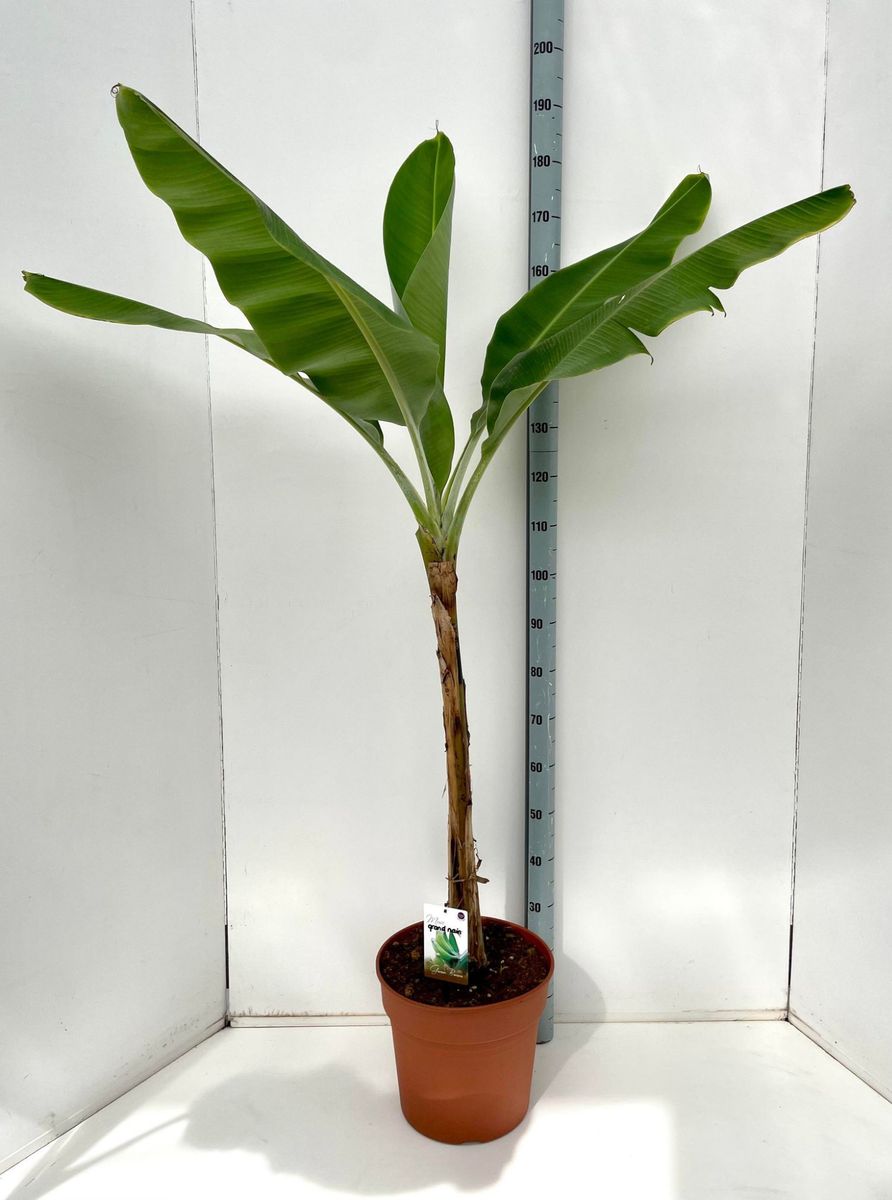 Musa acuminata 'Grand Nain' — Plant Wholesale FlorAccess