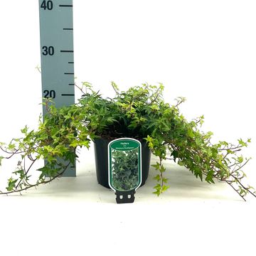 Hedera helix 'Miniature Needlepoint'