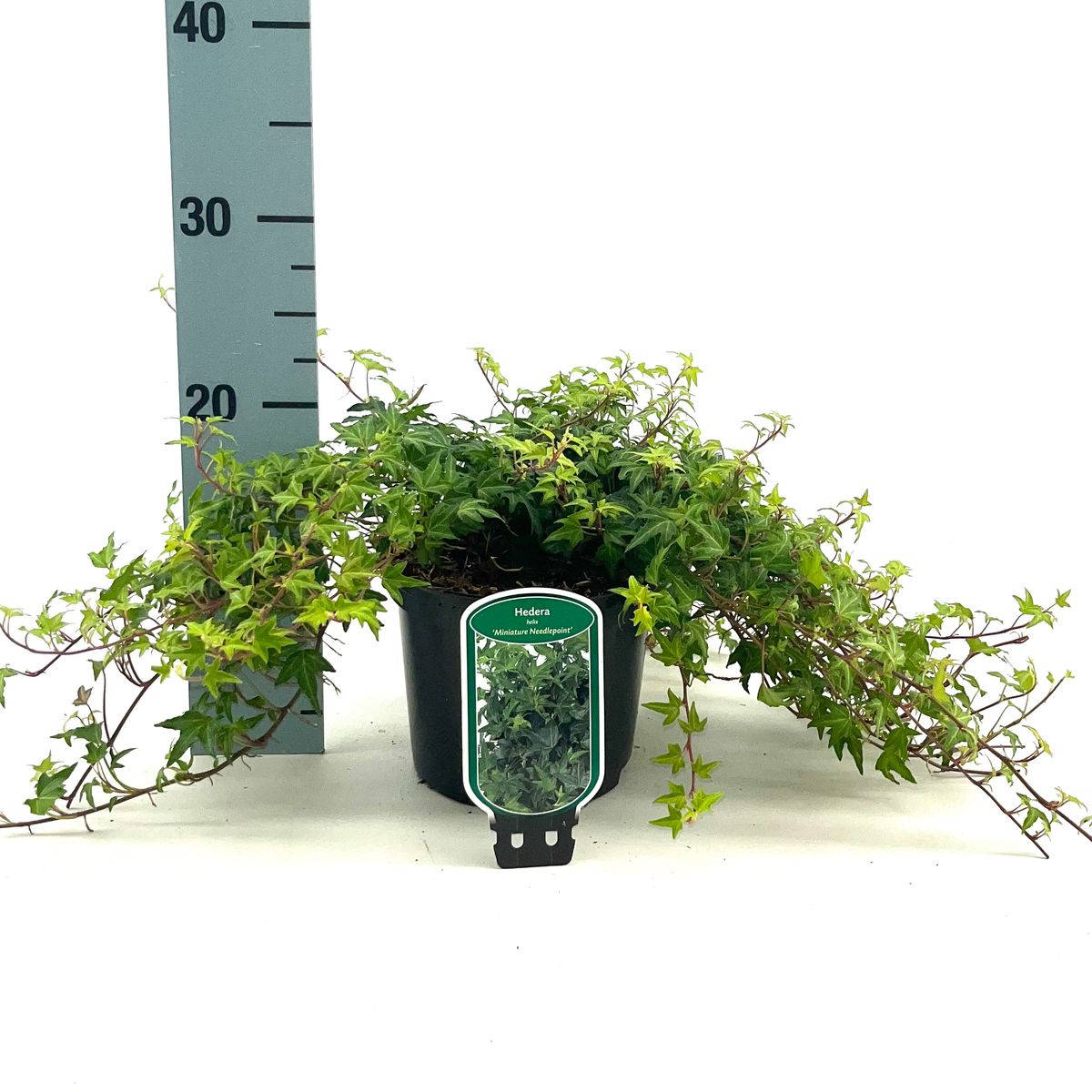 Hedera helix 'Miniature Needlepoint'  Plant Wholesale FlorAccess
