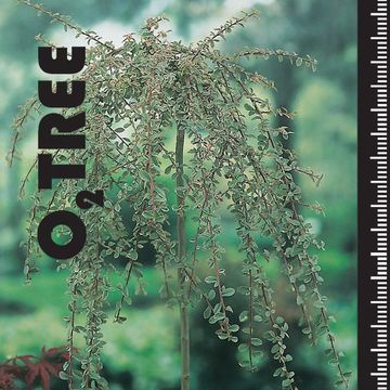 Cotoneaster x suecicus 'Juliette'