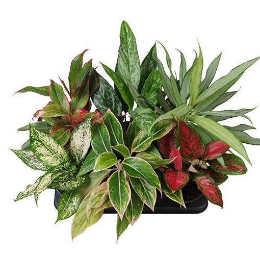 Aglaonema MIX