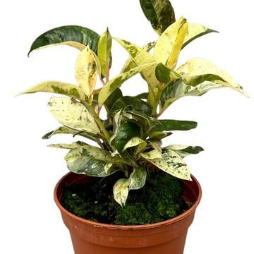 Ficus elastica 'Shivereana Moonshine'