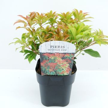 Pieris japonica 'Mountain Fire'