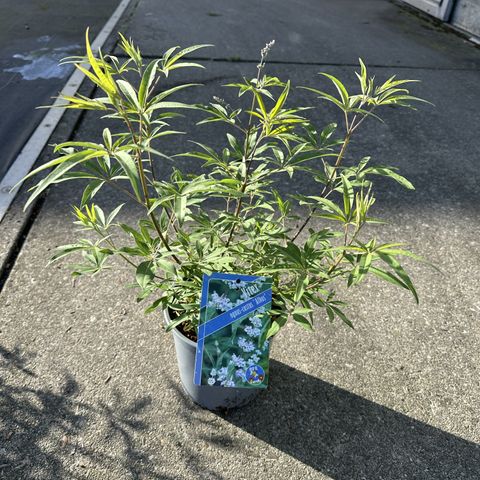 Vitex agnus-castus 'Albus'