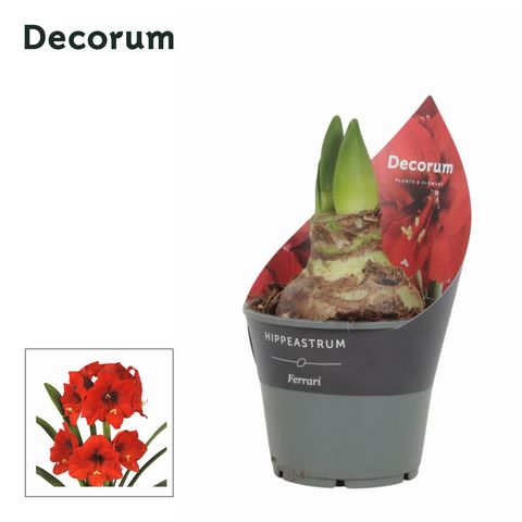 Hippeastrum 'Ferrari'