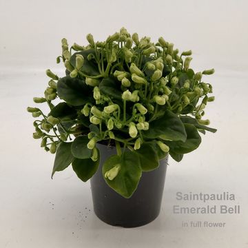 Saintpaulia 'Emerald Bell'