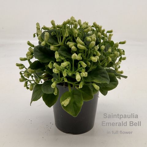 Saintpaulia 'Emerald Bell'