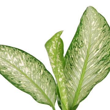Dieffenbachia 'White Etna'