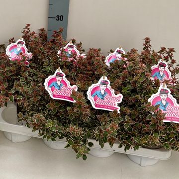 Abelia x grandiflora PINK LADY