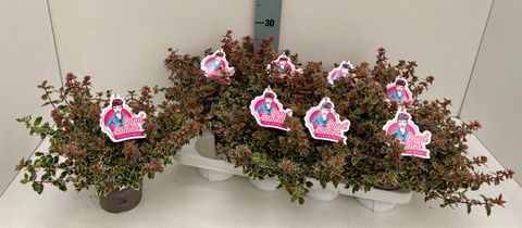 Abelia x grandiflora PINK LADY
