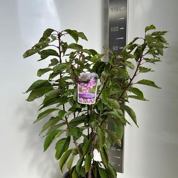 Prunus serrulata 'Kanzan'