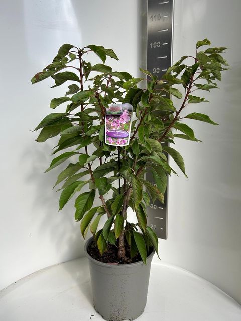 Prunus serrulata 'Kanzan'