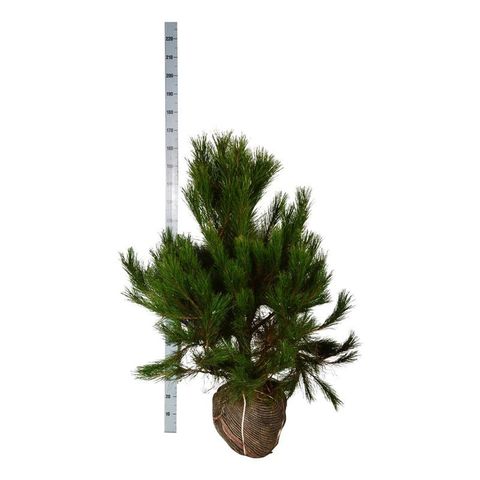 Pinus nigra 'Нана'