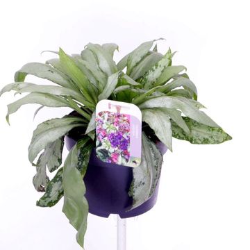 Pulmonaria 'Raspberry Splash'