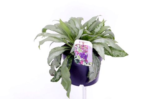 Pulmonaria 'Raspberry Splash'