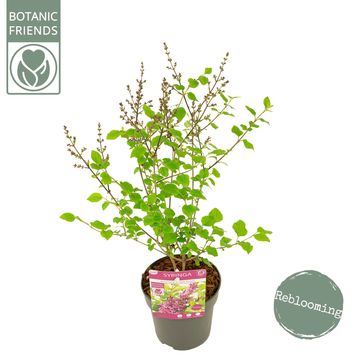 Syringa BLOOMERANG DARK PURPLE