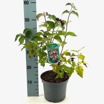 Leycesteria formosa 'Purple Rain'