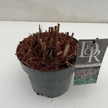 Miscanthus sinensis 'Ferner Osten'