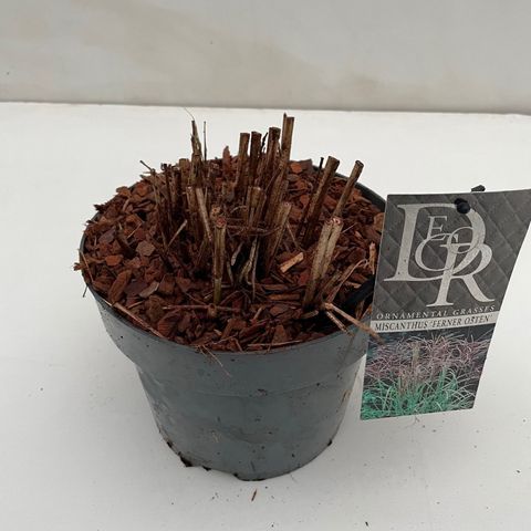 Miscanthus sinensis 'Ferner Osten'