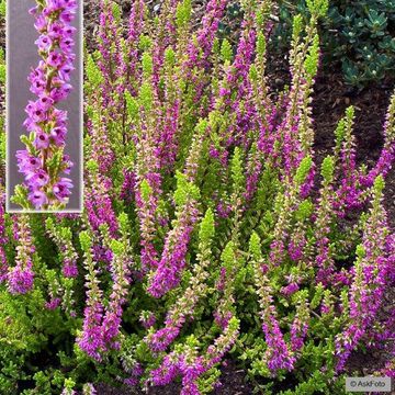 Calluna vulgaris 'Firefly'