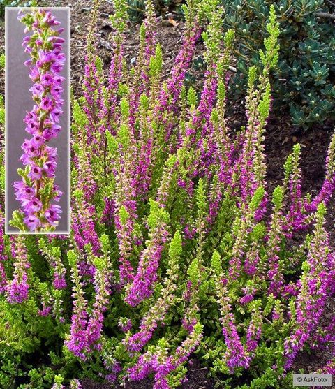 Calluna vulgaris 'Firefly'