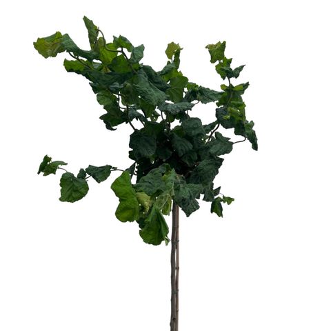 Corylus avellana 'Contorta'