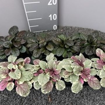 Ajuga reptans MIX