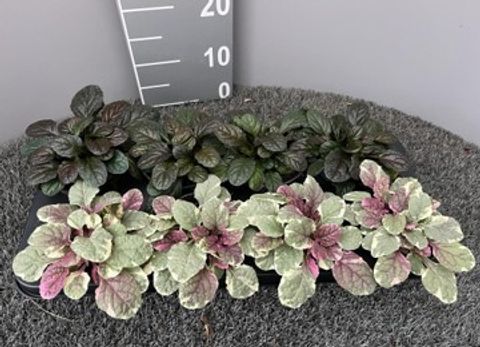 Ajuga reptans MIX